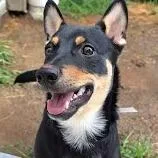 A young medium-sized male Black Mixed Breed dog named Ledger for adoption in Knoxville, TN