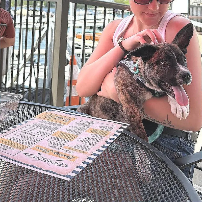 A baby medium-sized male Brindle Plott Hound dog named Garrison D for adoption in Minnetonka, MN