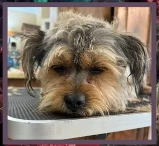 Sheldon $ thumbnail 2