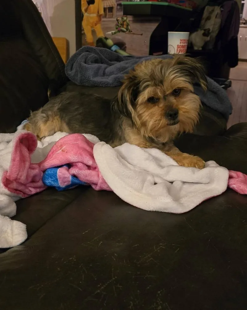 Sheldon $ thumbnail 3