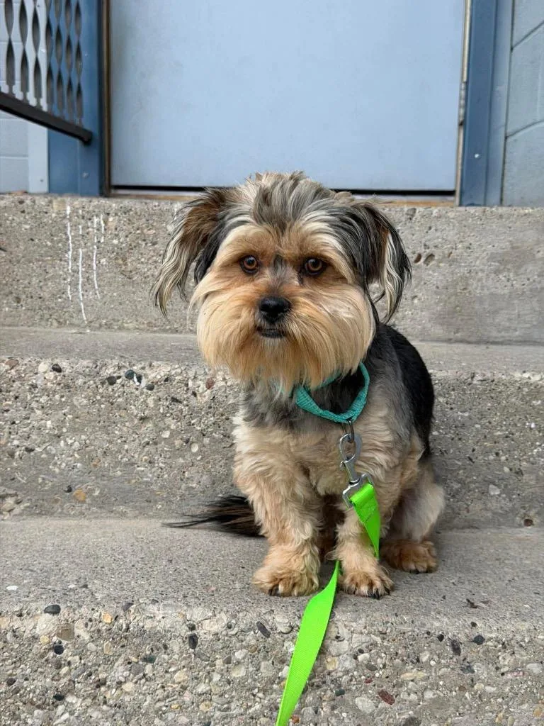 Sheldon $ thumbnail 4