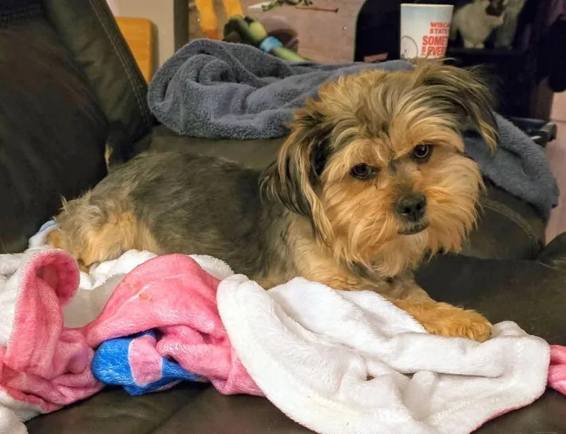 Sheldon $ thumbnail 5