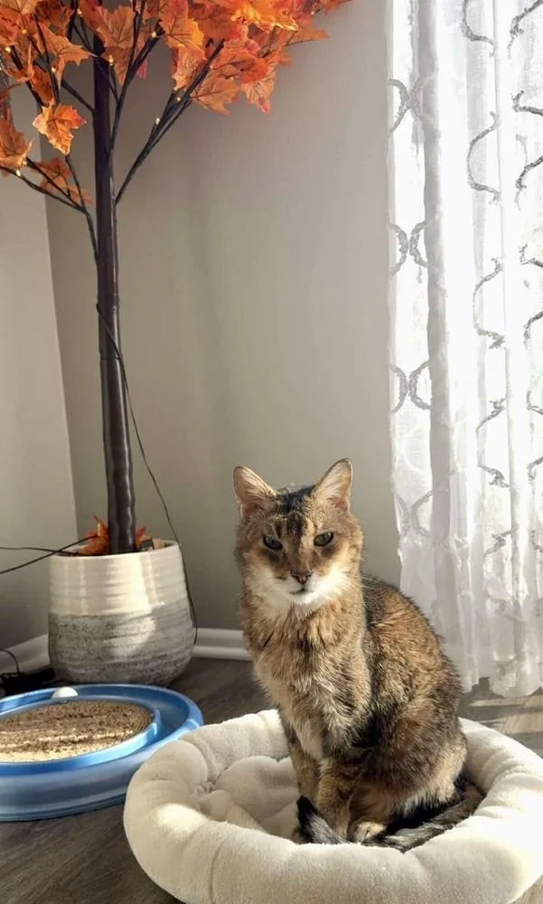 Krabby Patty Bonded Pair