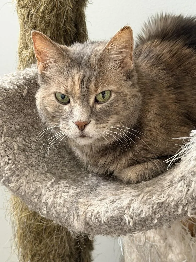 Krabby Patty Bonded Pair thumbnail 2