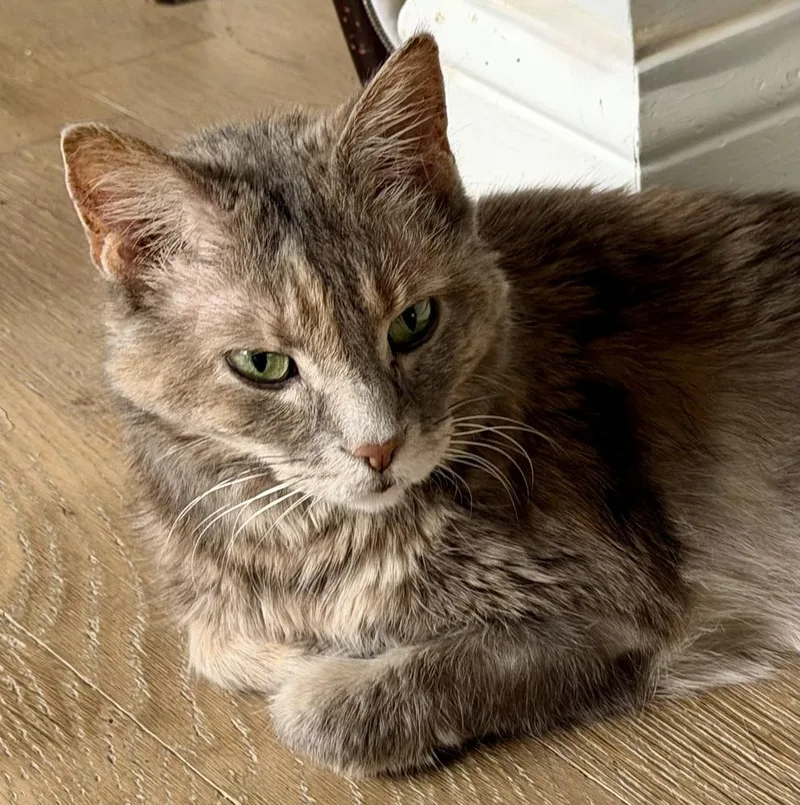 Krabby Patty Bonded Pair thumbnail 4