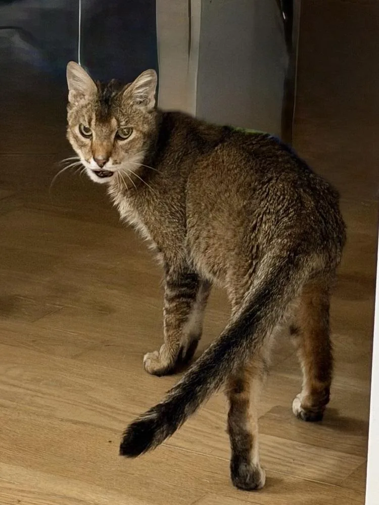 Krabby Patty Bonded Pair thumbnail 5