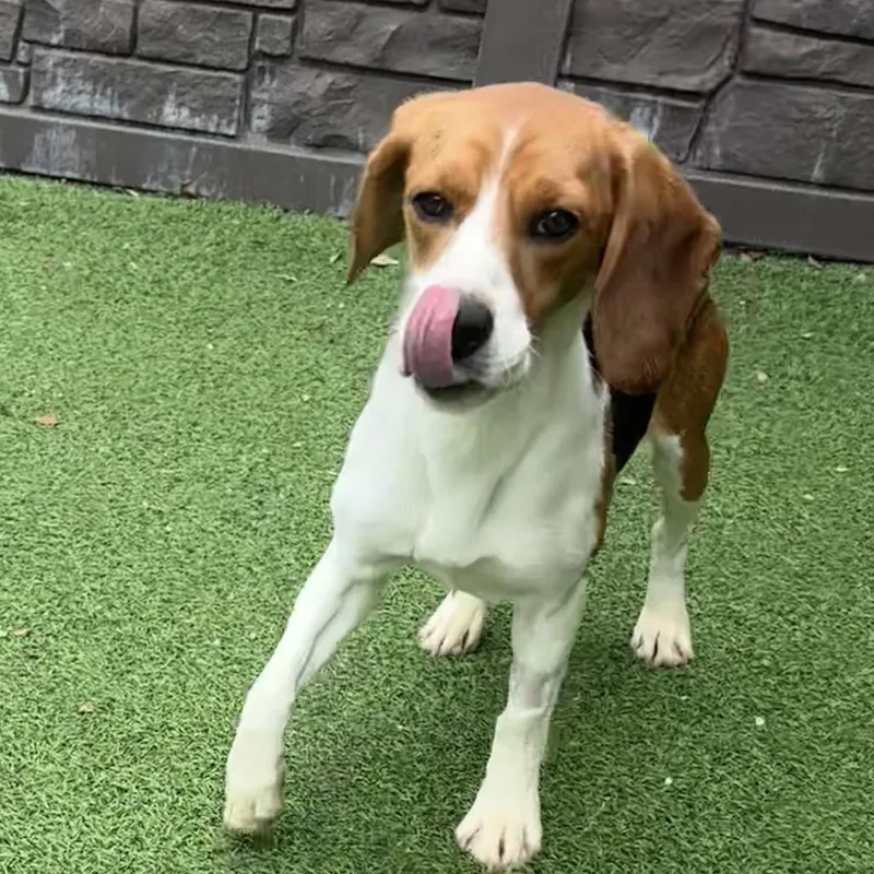A young small-sized male Beagle dog named Riley for adoption in Lauderhill, FL
