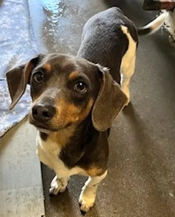 An adult small-sized male Mixed Breed dog named Slinky for adoption in Madison, NJ