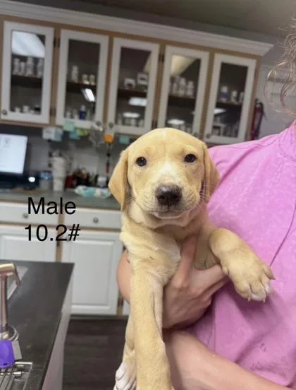 A baby small-sized male Mixed Breed dog named Albert for adoption in West Chester, PA