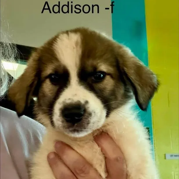 A baby large-sized female White / Cream Great Pyrenees dog named Addison for adoption in Hamilton , NJ
