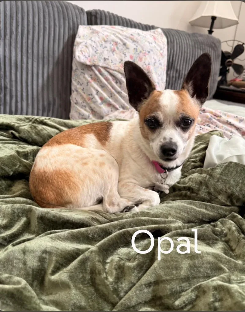 Opal thumbnail 3
