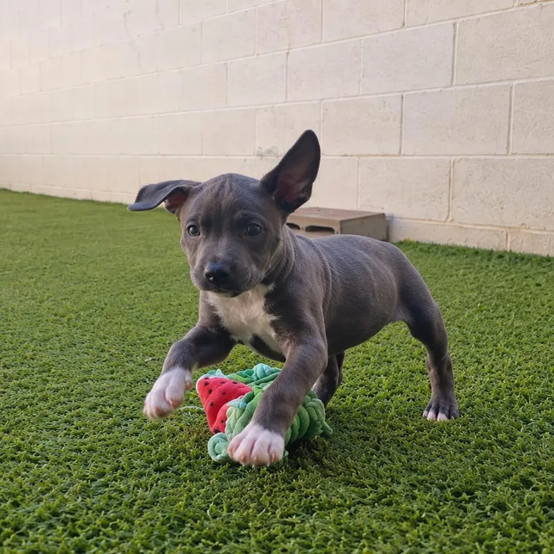 A baby small-sized female Staffordshire Bull Terrier dog named Ciny for adoption in LOXAHATCHEE, FL