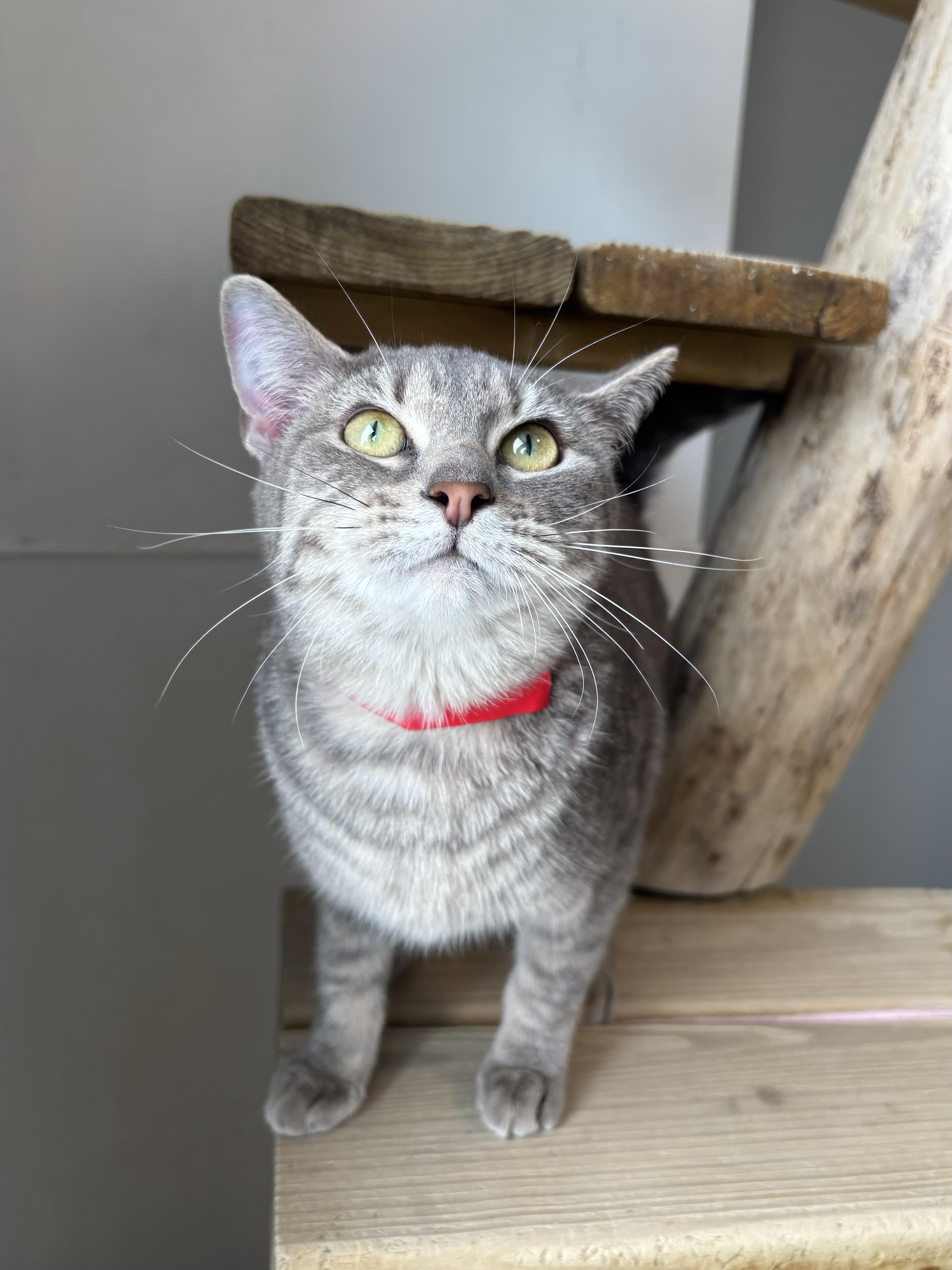 Saratoga thumbnail 3