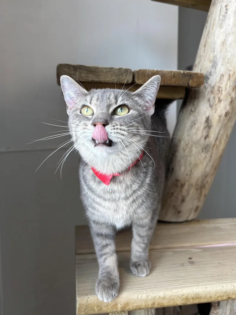 Saratoga thumbnail 4