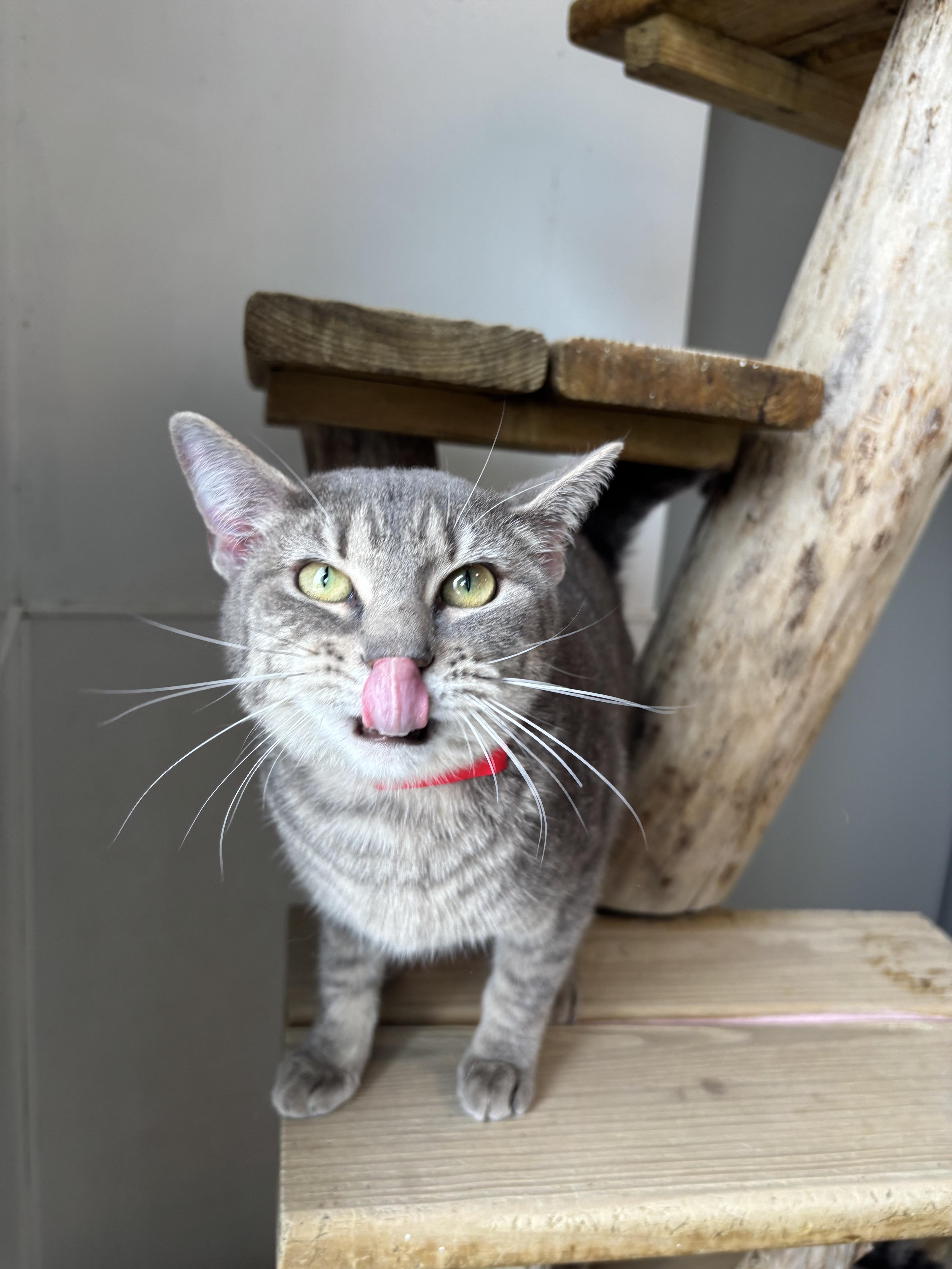 Saratoga thumbnail 5