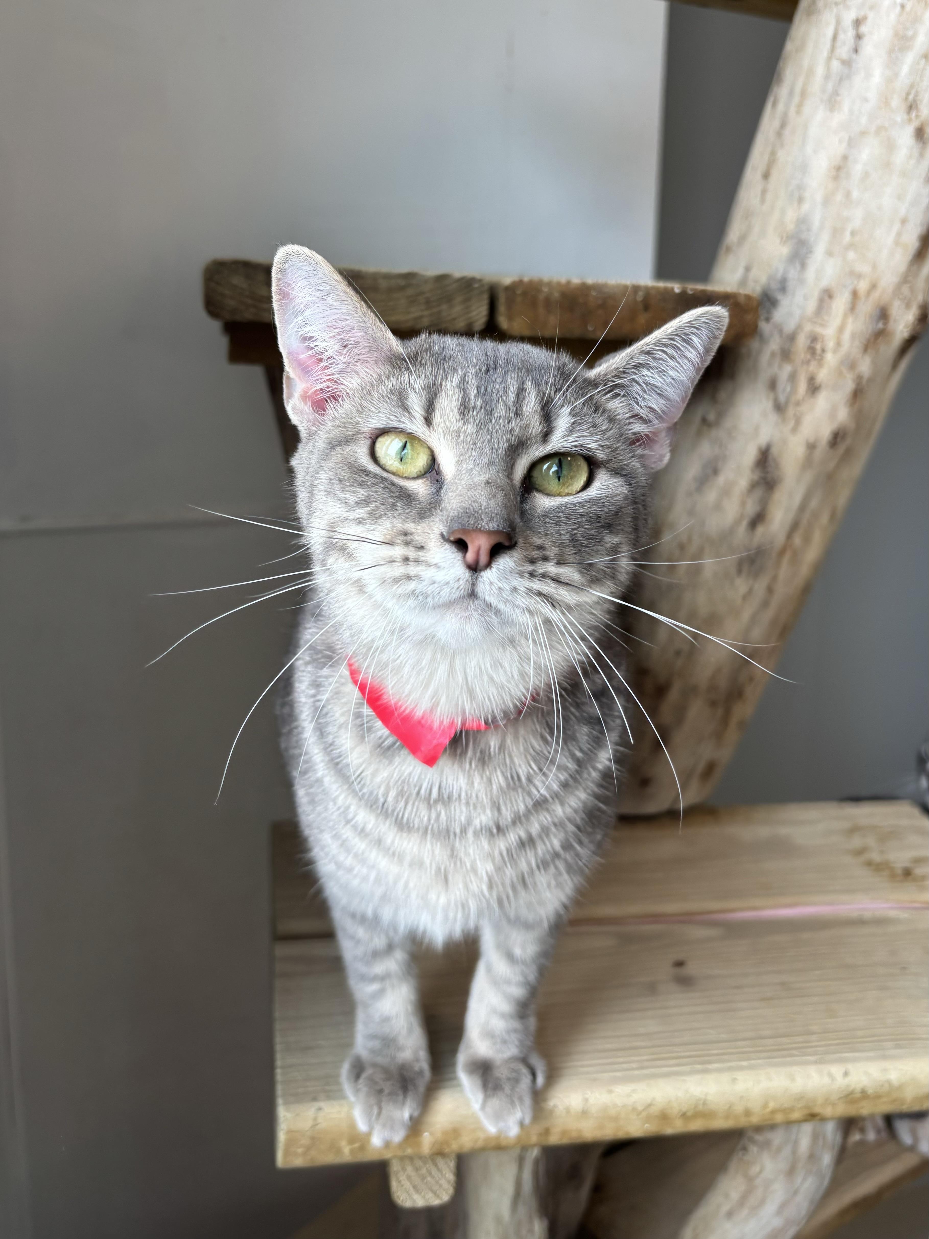 Saratoga thumbnail 6