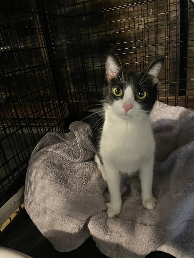 A young small-sized female Black & White / Tuxedo Domestic Short Hair cat named Dixie for adoption in Kent, OH