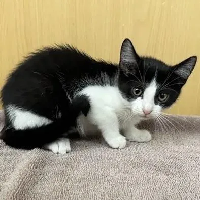 A baby small-sized female Domestic Medium Hair cat named Millie for adoption in Saint Louis, MO