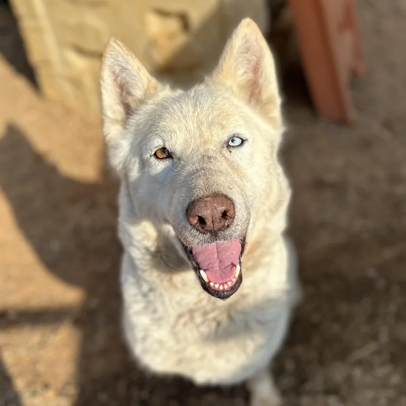 An adult large-sized female White / Cream Husky dog named Tap Water for adoption in Columbia, SC