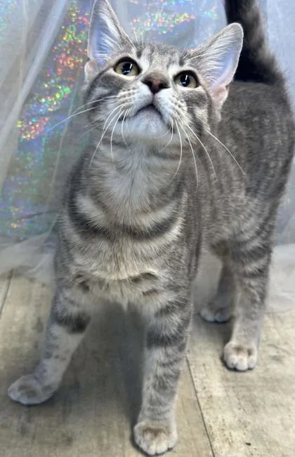 An adult small-sized female Domestic Short Hair cat named Ashby for adoption in Shreveport, LA