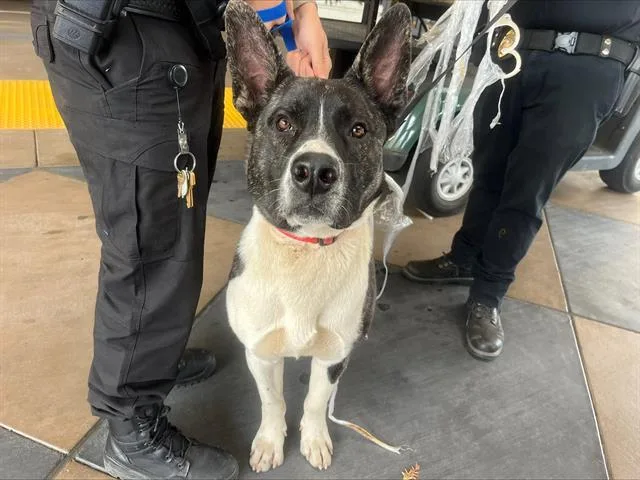 An adult large-sized male Akita dog named Hiro for adoption in San Jose, CA