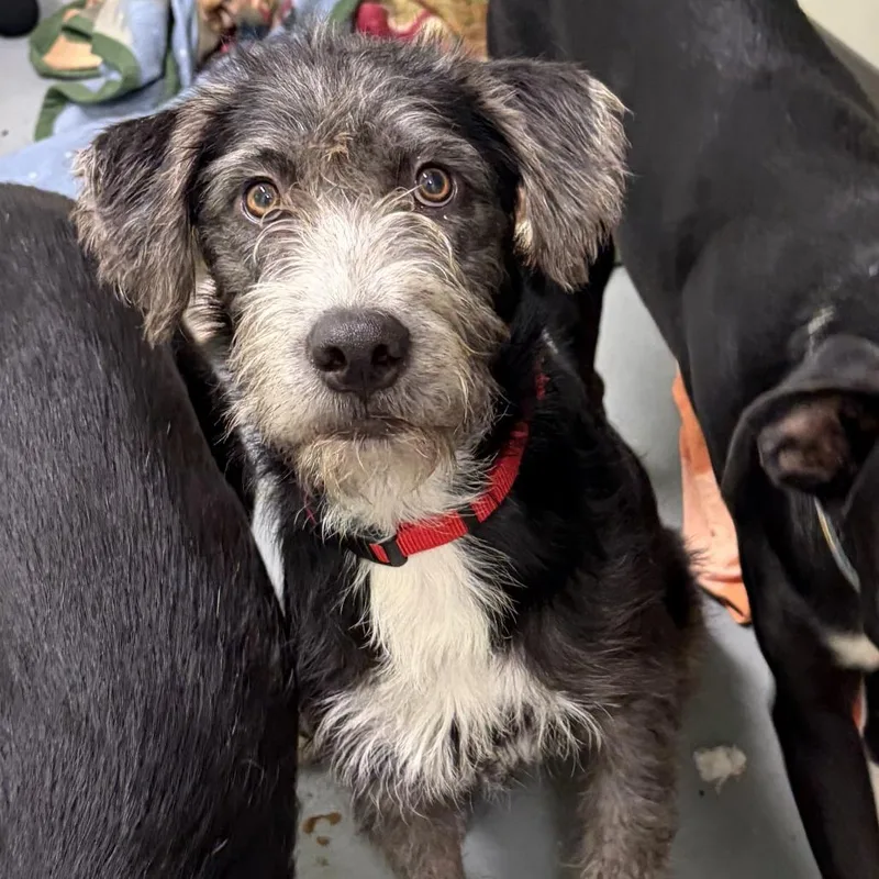 A young medium-sized female Black Labrador Retriever dog named Guitarron for adoption in Austin, TX