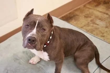 An adult medium-sized female American Bulldog dog named Sugar for adoption in Brunswick, GA
