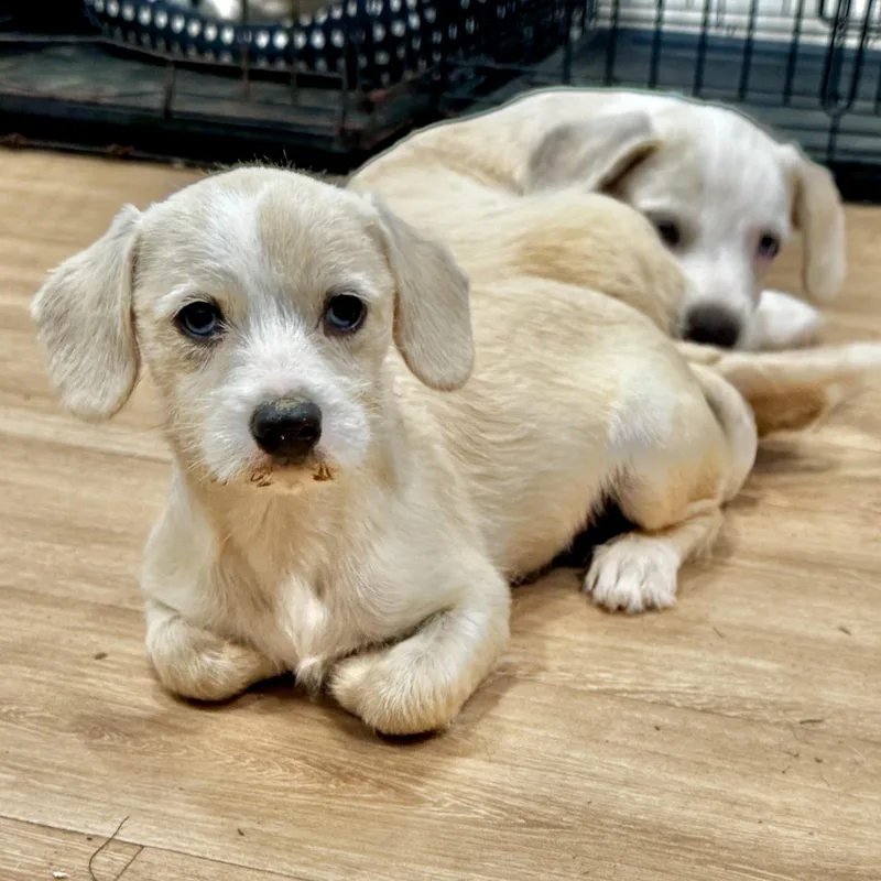 A baby small-sized female Apricot / Beige Wirehaired Dachshund dog named Frances for adoption in Longview, TX