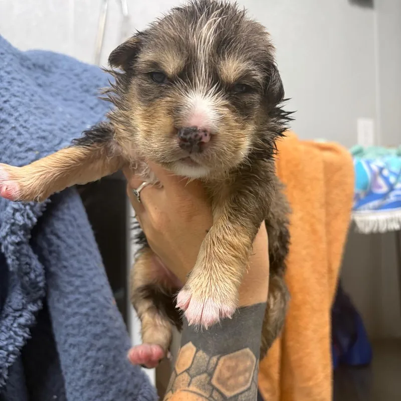 A baby medium-sized male Australian Shepherd dog named Scribe for adoption in Fredericksburg, TX