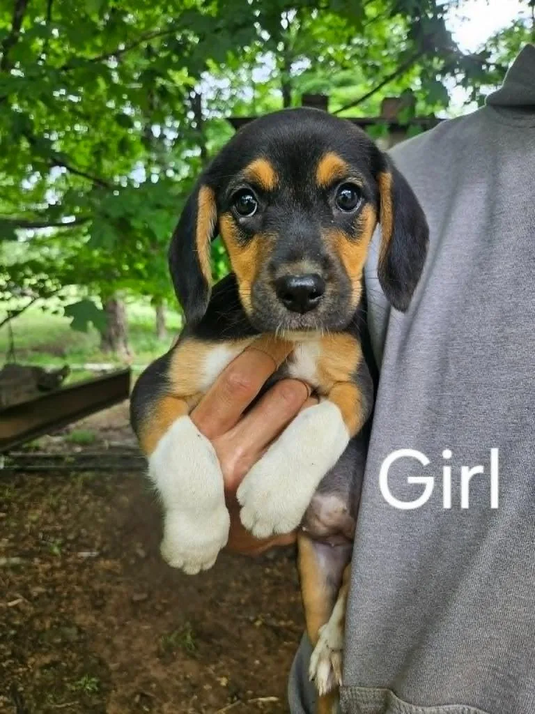 A baby small-sized female Beagle dog named Chica for adoption in Newaygo, MI