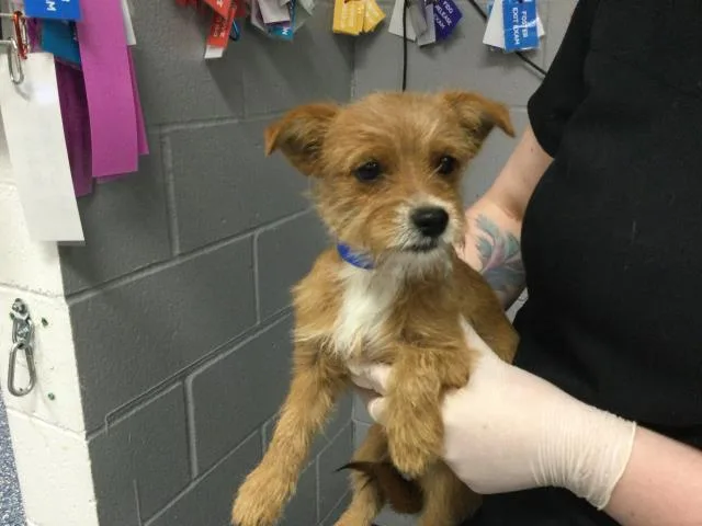A baby small-sized male Terrier dog named Garfield for adoption in Thousand Palms, CA