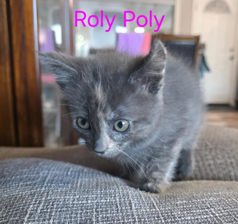 A baby small-sized female Domestic Short Hair cat named Roly Poly for adoption in Heyburn, ID