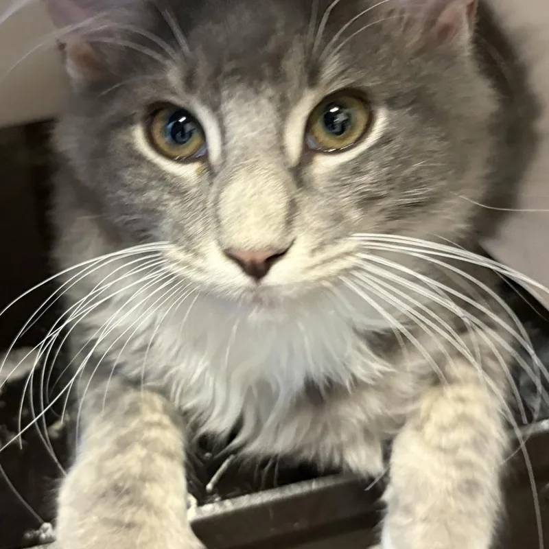 A baby medium-sized male Gray / Blue / Silver Domestic Long Hair cat named Mouse for adoption in Sewell, NJ