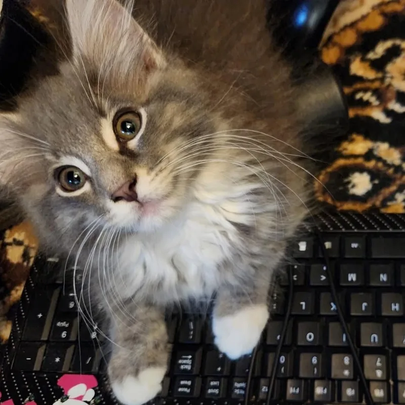 Mouse thumbnail 2