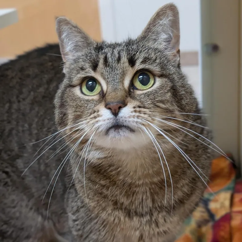 A senior medium-sized female Brown / Chocolate Domestic Short Hair cat named Princess Diana for adoption in Thomaston, ME