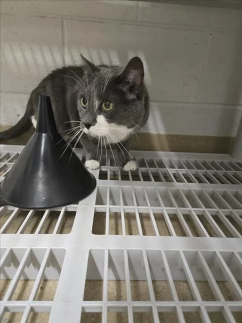 A senior medium-sized female Domestic Short Hair cat named Boots for adoption in Derwood, MD