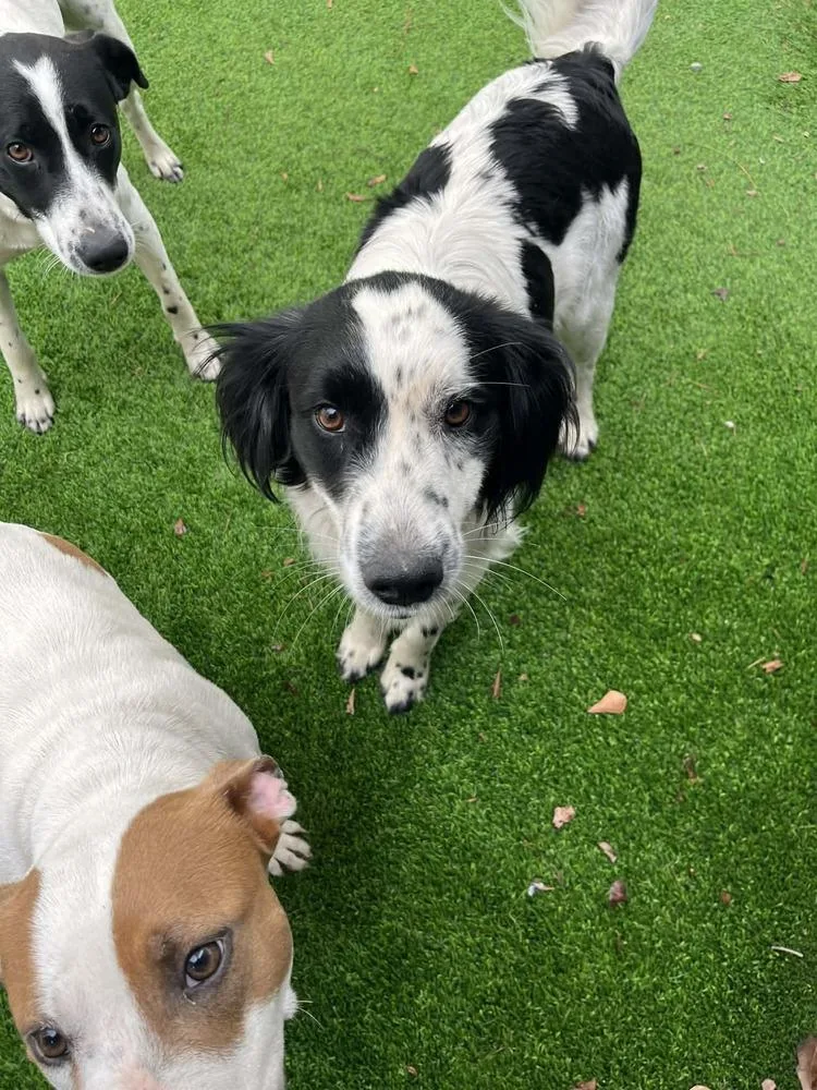 A young medium-sized male Tricolor (Brown, Black, & White) Spaniel dog named Slick for adoption in Elmsford, NY