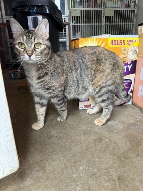 An adult medium-sized female Domestic Short Hair cat named Margie for adoption in Lafayette, CO