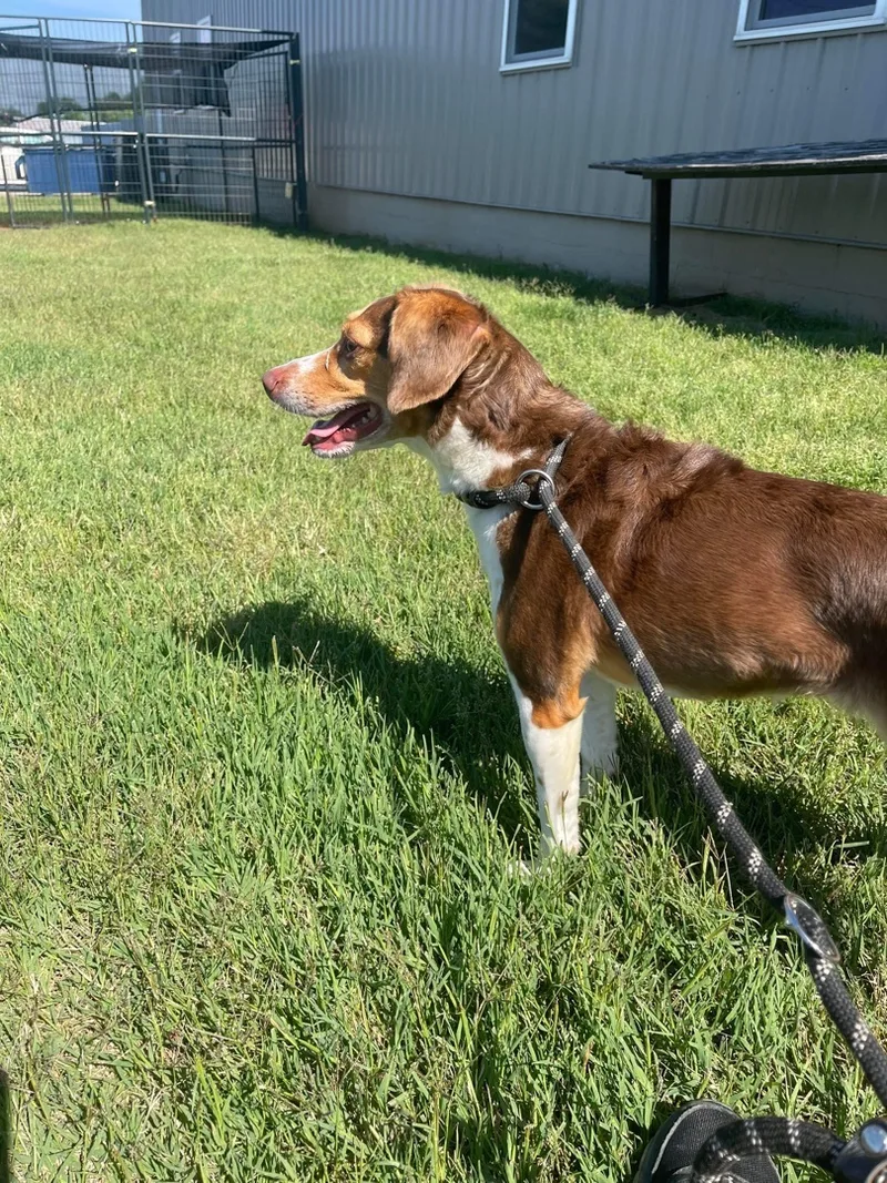 Maggie May Sponsored