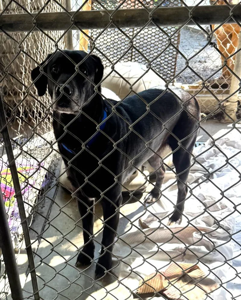 A senior large-sized female Labrador Retriever dog named Erma for adoption in Saint Clairsville, OH