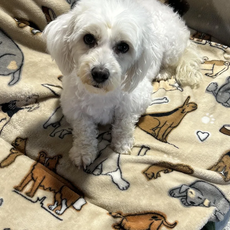 An adult small-sized female White / Cream Coton de Tulear dog named Lapdog Couch Kid Friendly for adoption in Antwerp, OH