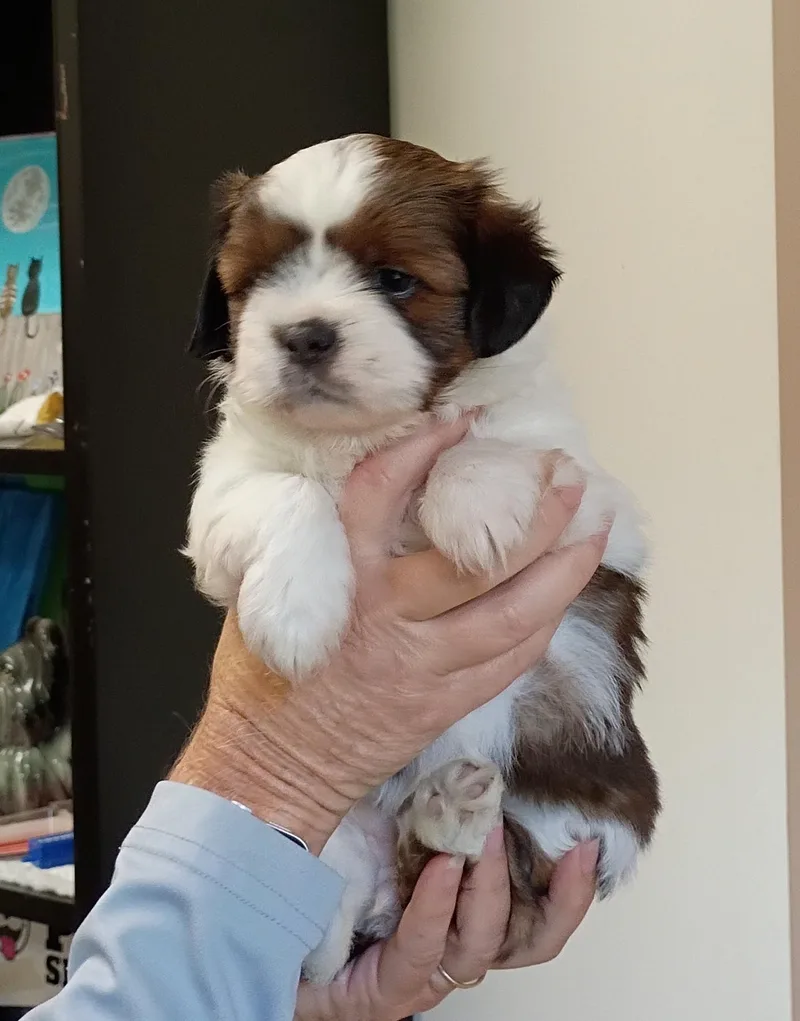 A baby small-sized female Shih Tzu dog named Mindy for adoption in Springfield, OH