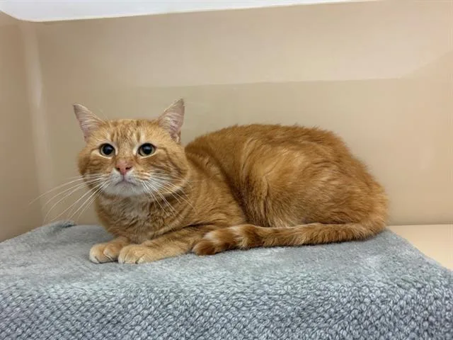 An adult medium-sized male Domestic Short Hair cat named Waffle for adoption in Fort Wayne, IN