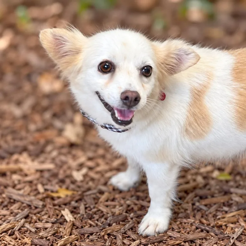 An adult small-sized female Chihuahua dog named Maxine for adoption in Boerne, TX