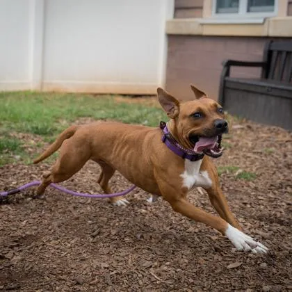 An adult medium-sized female Mixed Breed dog named Constance for adoption in Chamblee, GA
