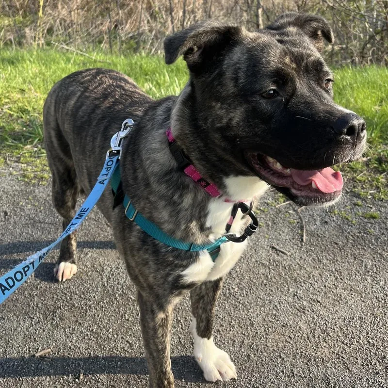 An adult large-sized female Brindle Mixed Breed dog named Mayzi "maemae" Lynn for adoption in Fairport, NY