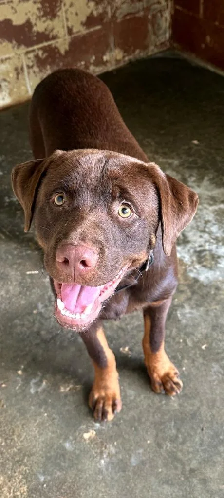 A baby medium-sized male Doberman Pinscher dog named Ash for adoption in Swainsboro, GA