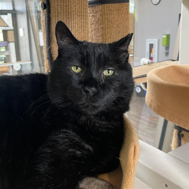 A senior extra large-sized male Black Domestic Short Hair cat named Ears for adoption in Chicago, IL