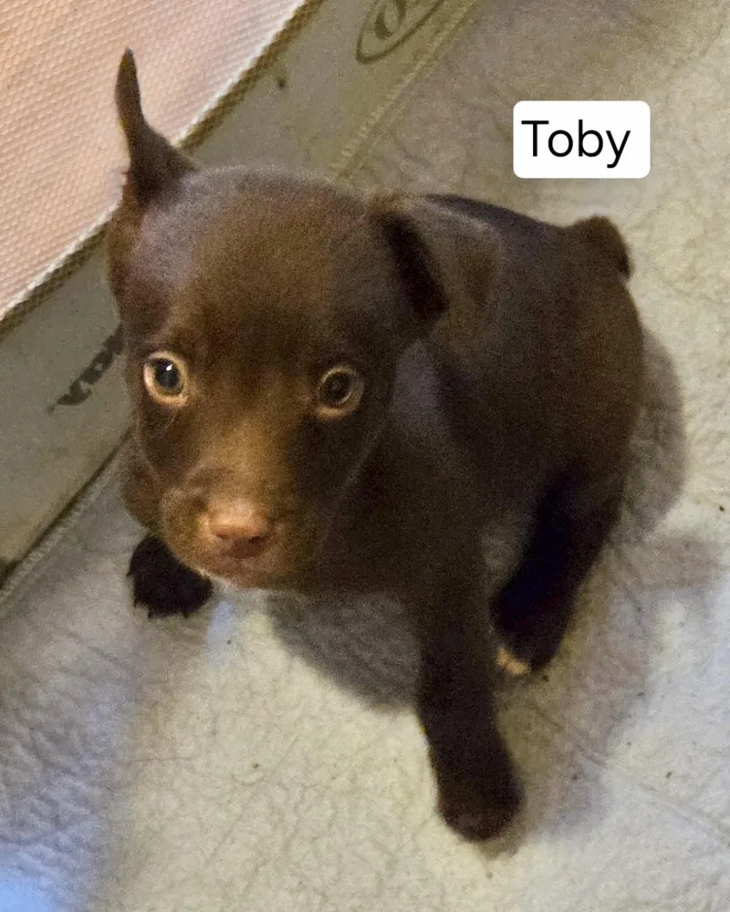 A baby medium-sized male Jack Russell Terrier dog named Toby for adoption in Manchester, CT