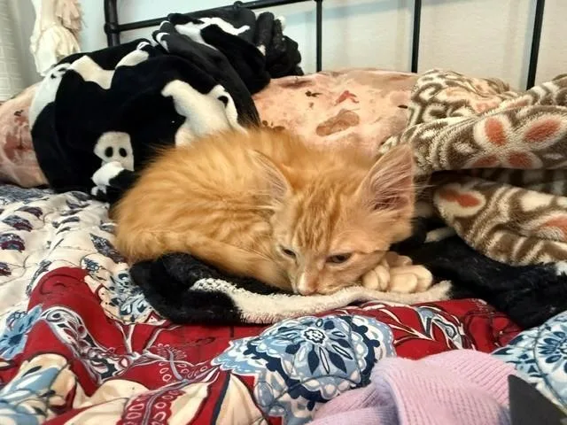 Waffles thumbnail 6